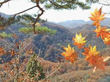 管家婆一碼中一肖,管家婆一碼中特獨(dú)家揭秘_未來(lái)版6.54