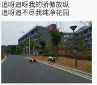 南京野豬數(shù)量激增，生態(tài)新篇章下，每平方公里野豬數(shù)量超四頭引發(fā)關(guān)注