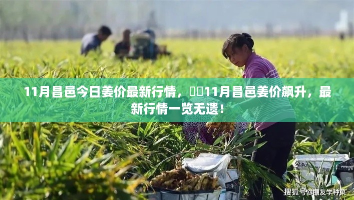 11月昌邑姜價(jià)飆升揭秘，最新行情動(dòng)態(tài)