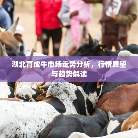 湖北育成牛市場(chǎng)走勢(shì)分析，行情展望與趨勢(shì)解讀