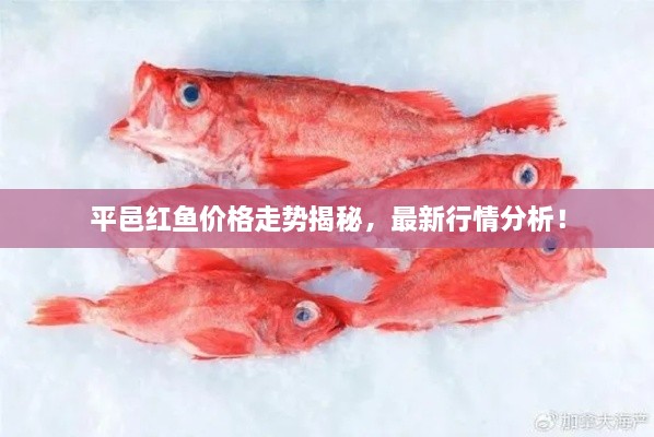 平邑紅魚價(jià)格走勢揭秘，最新行情分析！