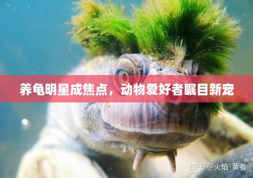 養(yǎng)龜明星成焦點(diǎn)，動(dòng)物愛(ài)好者矚目新寵