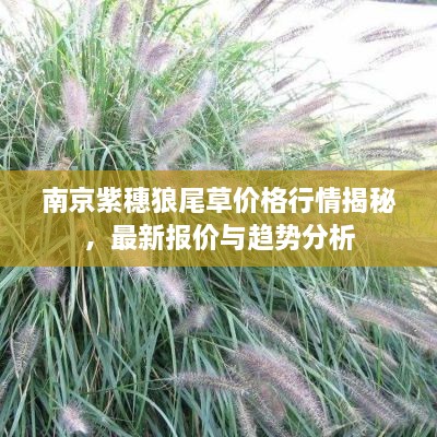 南京紫穗狼尾草價(jià)格行情揭秘，最新報(bào)價(jià)與趨勢(shì)分析