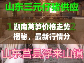 湖南萵筍價格走勢揭秘，最新行情分析與市場動態(tài)