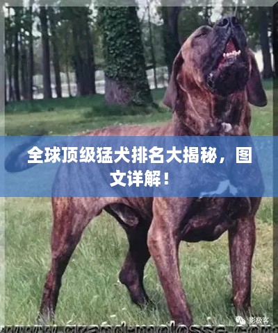 全球頂級猛犬排名大揭秘，圖文詳解！