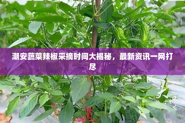 潮安蔬菜辣椒采摘時間大揭秘，最新資訊一網(wǎng)打盡