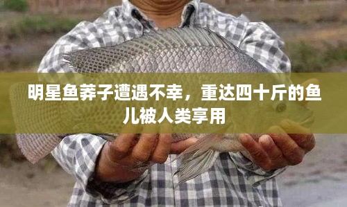 明星魚(yú)莽子遭遇不幸，重達(dá)四十斤的魚(yú)兒被人類享用