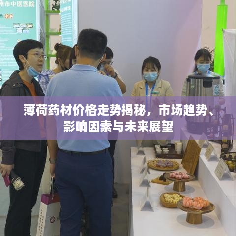 薄荷藥材價(jià)格走勢揭秘，市場趨勢、影響因素與未來展望
