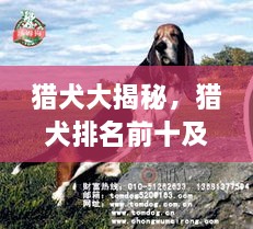 獵犬大揭秘，獵犬排名前十及詳細圖片介紹