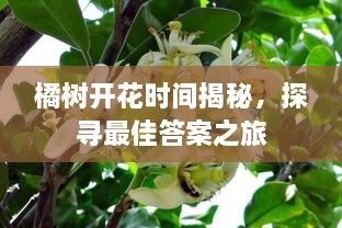 橘樹開花時間揭秘，探尋最佳答案之旅