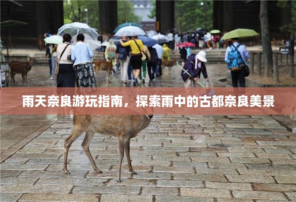 雨天奈良游玩指南，探索雨中的古都奈良美景