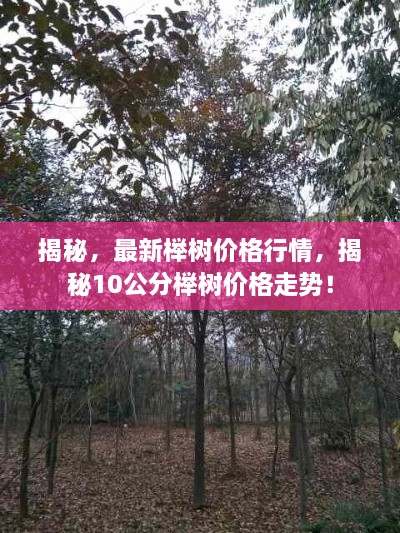 揭秘，最新櫸樹價格行情，揭秘10公分櫸樹價格走勢！