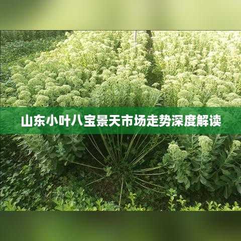 山東小葉八寶景天市場(chǎng)走勢(shì)深度解讀