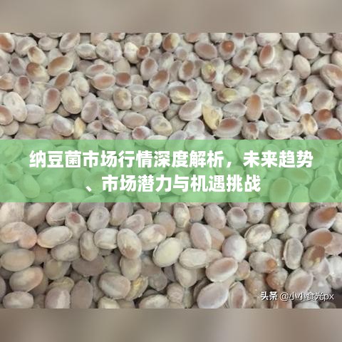 納豆菌市場行情深度解析，未來趨勢、市場潛力與機(jī)遇挑戰(zhàn)